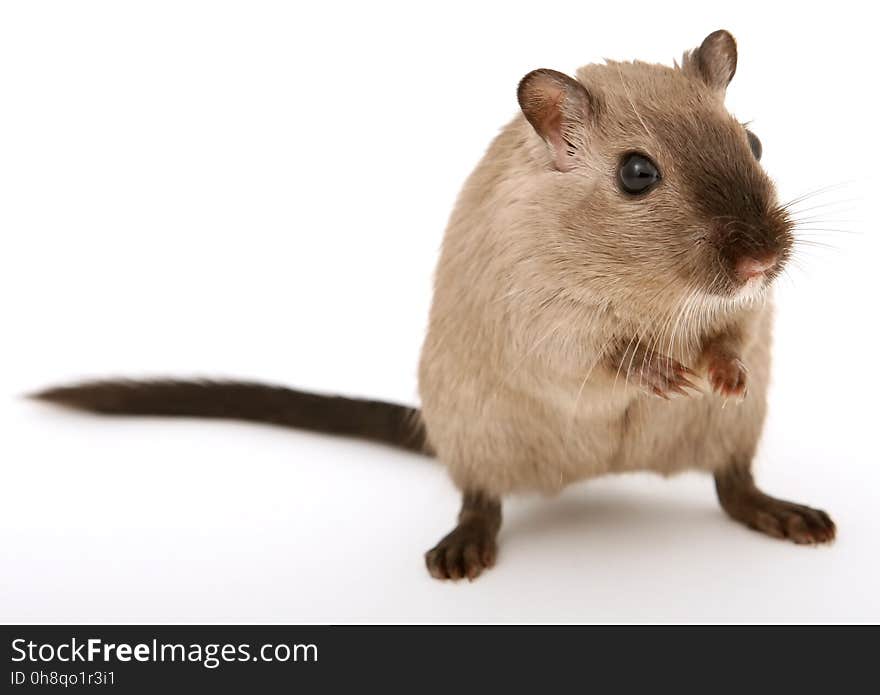 Gerbil, Mouse, Muridae, Mammal