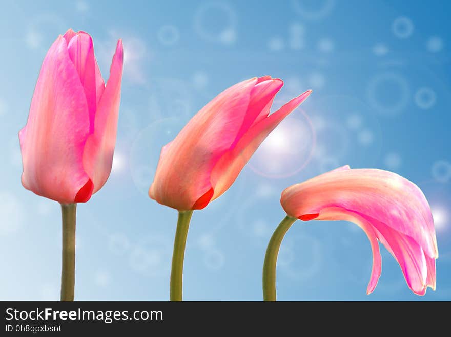 Flower, Pink, Flowering Plant, Petal