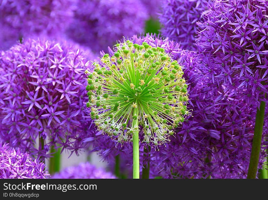 Plant, Purple, Flower, Flora