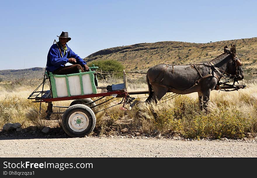 Mode Of Transport, Cart, Pack Animal, Chariot