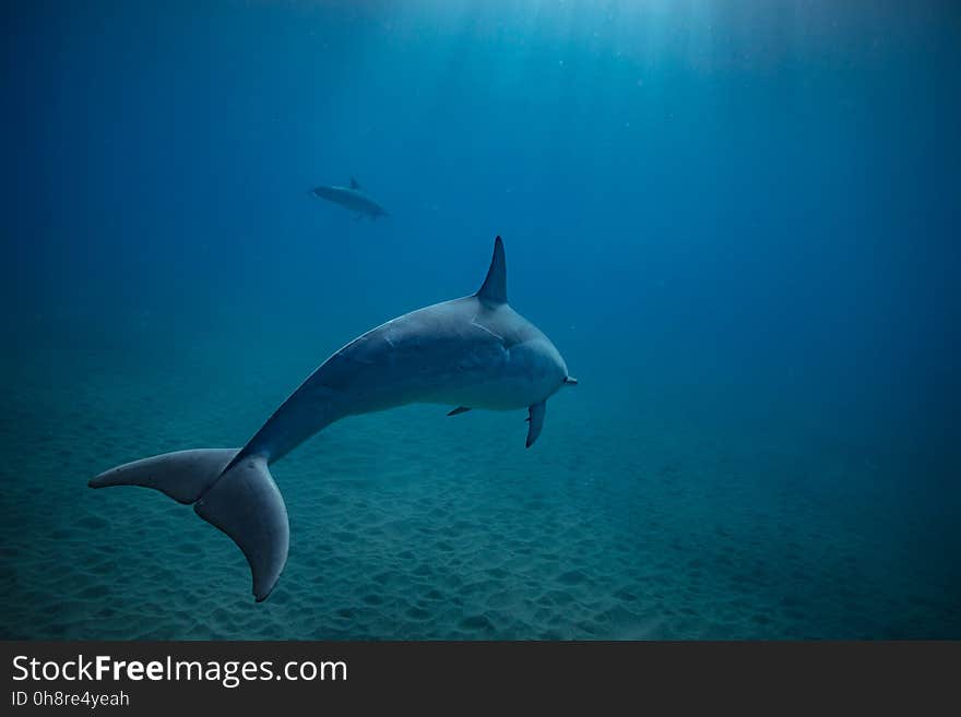 Two spinner dolphins underwater in deep blue ocean swimming over sandy bottom. Two spinner dolphins underwater in deep blue ocean swimming over sandy bottom