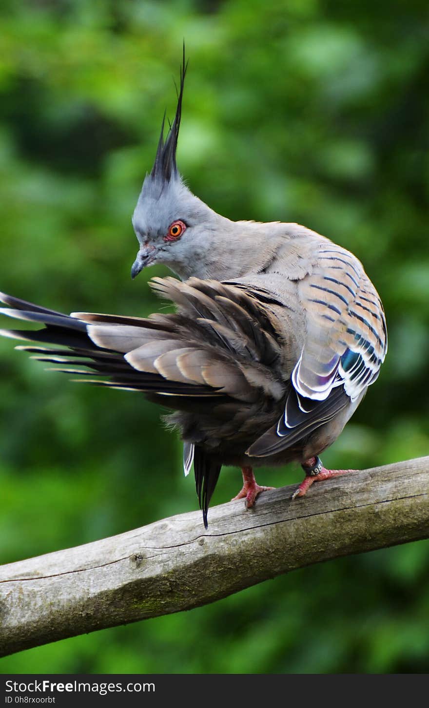 Bird, Fauna, Beak, Wildlife