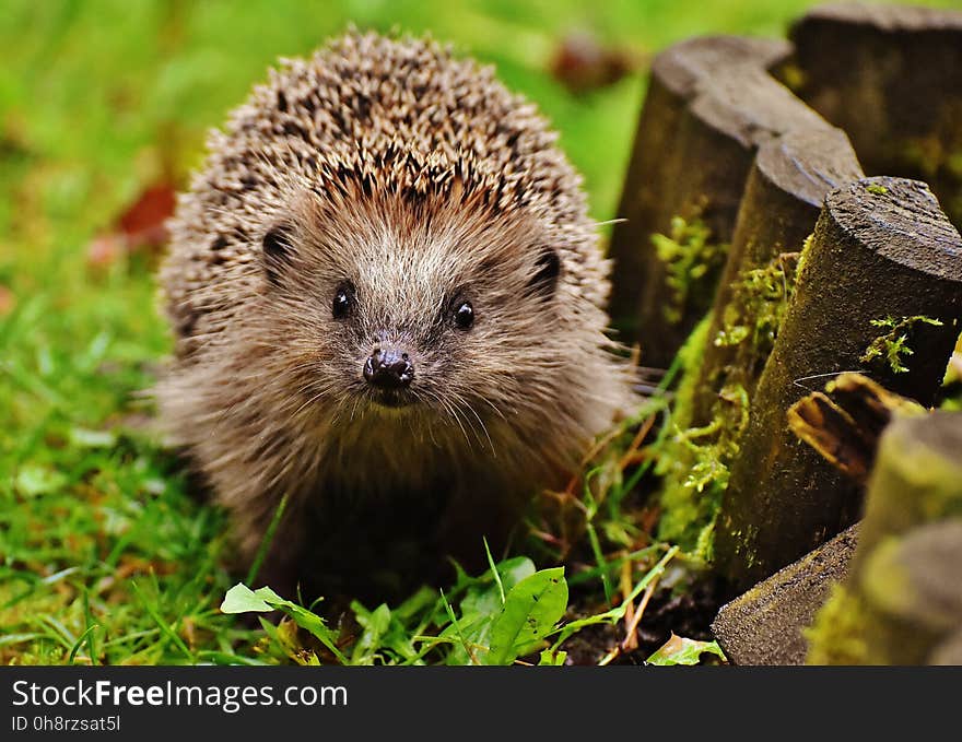 Hedgehog, Domesticated Hedgehog, Erinaceidae, Fauna