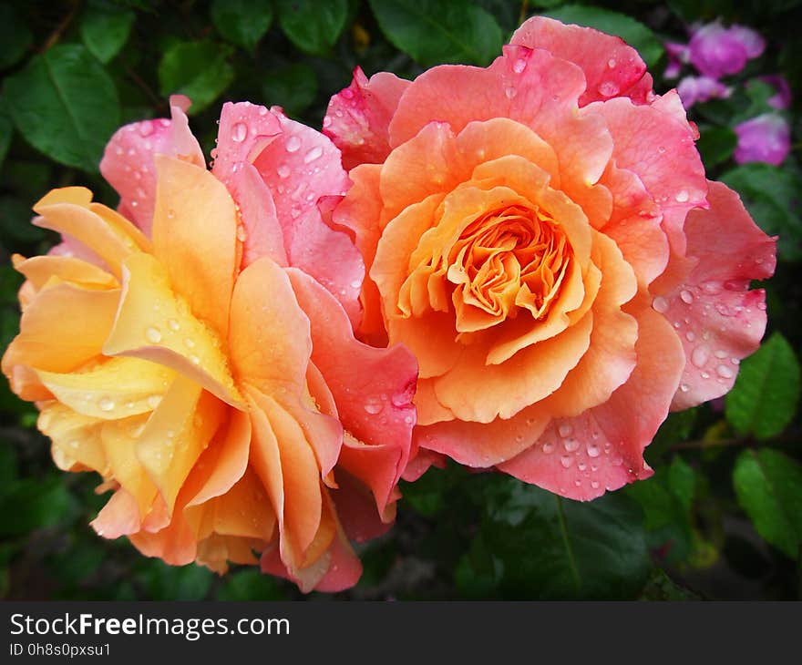 Rose, Flower, Rose Family, Flowering Plant