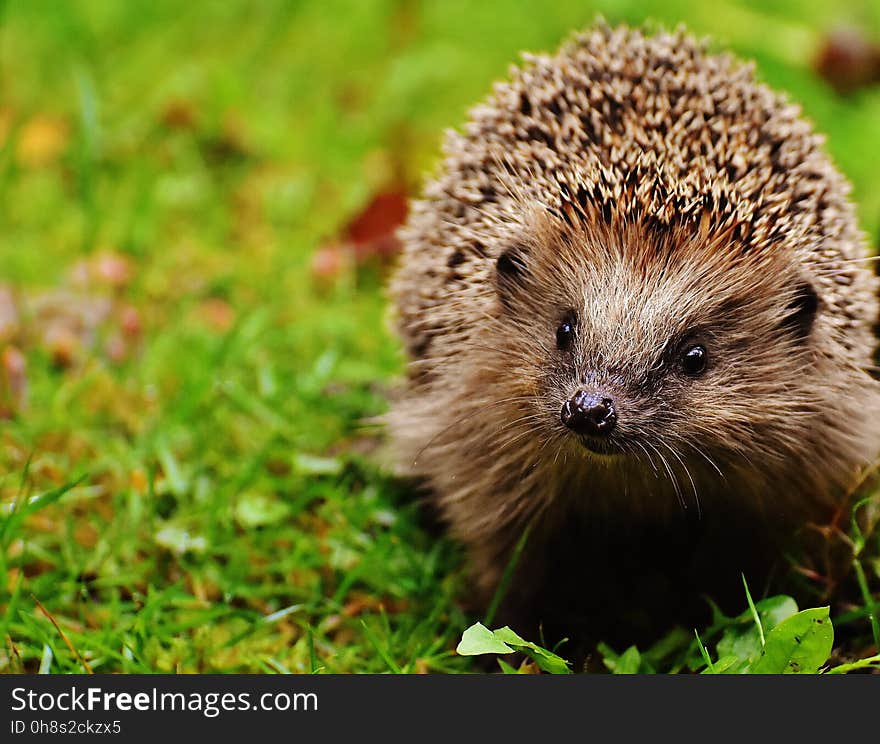 Hedgehog, Erinaceidae, Domesticated Hedgehog, Fauna