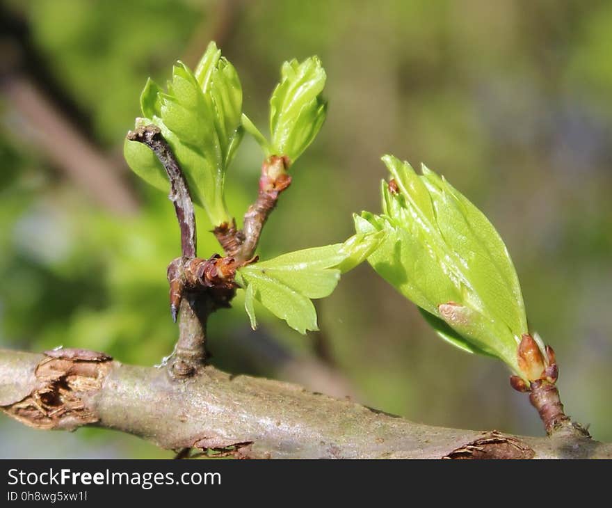 Hawthorn bursting open along the Wheelock Rail Trail, Sandbach, Cheshire. 06/03/2017. Hawthorn bursting open along the Wheelock Rail Trail, Sandbach, Cheshire. 06/03/2017