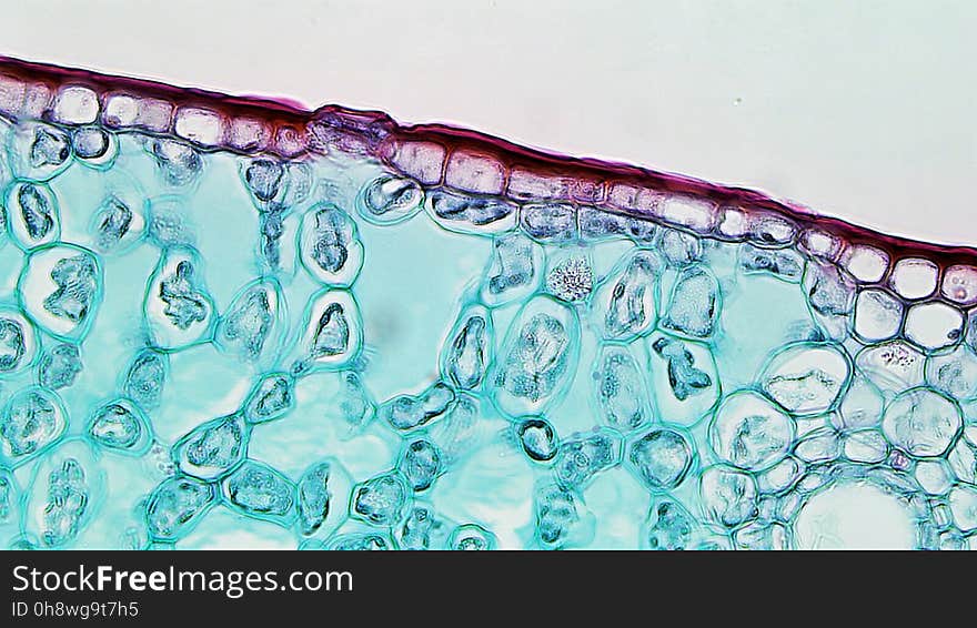 cross section: mesophyte leaf magnification: 100x. cross section: mesophyte leaf magnification: 100x