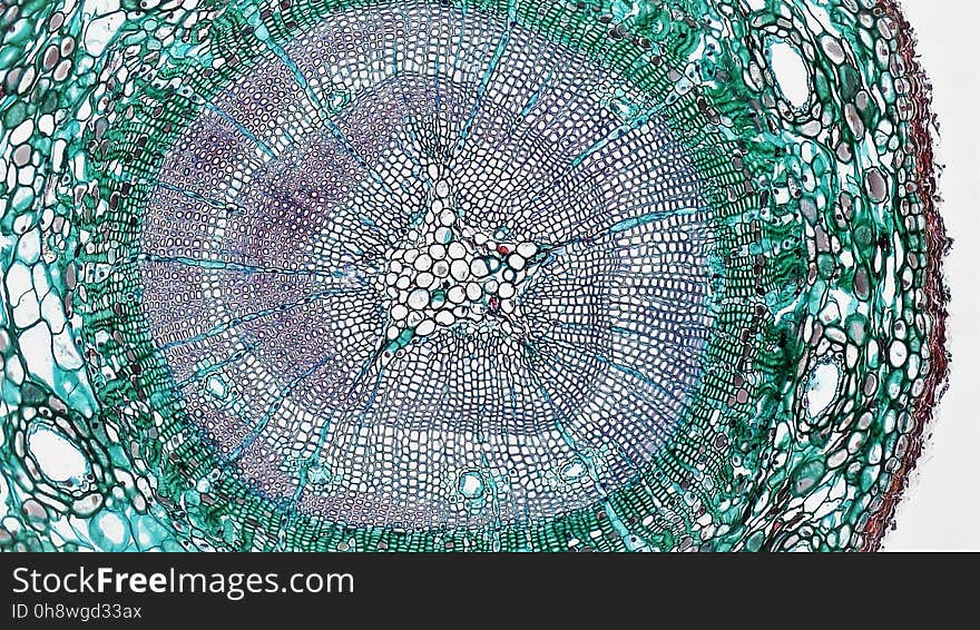 cross section: Pinus stem magnification: 100x During the first year of growth the cutinized epidermis is replaced by protective growth of cork rich periderm. The outer periderm consists of layers of cork cells, the phellem, which produces waterproofing suberin. Cork cells are dead at maturity. Deep to the phellem is a living layer of cork cambium or phellogen and beneath that, layers of cork parenchyma or phelloderm. Many cells in the periderm contain dark staining tannins. The cortex is divided into a thin outer hypodermis of lignified sclerenchyma cells and thicker inner cortex of thin walled parenchyma cells containing chloroplasts. Large resin ducts are surrounded by secretory parenchyma that produces resins and turpentines. Some cells enlarge into dark staining tyloses. Both endoderm and pericycle are inconspicuous. The vascular cylinder or stele in young stems consists of a ring of vascular bundles interspaced with medullary rays of parenchyma cells. Seasonal activity of the cambium replaces the isolated vascular bundles with well-defined annual rings of secondary phloem and xylem. Xylem is endarch with protoxylem found towards center of the stem and younger metaxylem towards the periphery of the stem. Protoxylem consists of annular and spiral tracheids with only tracheids found in metaxylem. True xylem vessels are lacking. Because of the greater production of xylem, the vascular cylinder is dominated by radially arranged rays of secondary xylem interspaced with medullary rays of parenchyma cells. Conspicuous resin ducts are present throughout the xylem. Phloem is endarch but annual growth the of stem makes it difficult to distinguish between older protophloem to the periphery and younger metapholem towards center of the stem. Phloem lacks companion cells, consisting entirely of sieve tubes and phloem parenchyma. Medullary rays in the secondary phloem include protein rich albuminous cells. A well-defined pith of parenchyma cells is interrupted by a few large resin ducts. cross section: Pinus stem magnification: 100x During the first year of growth the cutinized epidermis is replaced by protective growth of cork rich periderm. The outer periderm consists of layers of cork cells, the phellem, which produces waterproofing suberin. Cork cells are dead at maturity. Deep to the phellem is a living layer of cork cambium or phellogen and beneath that, layers of cork parenchyma or phelloderm. Many cells in the periderm contain dark staining tannins. The cortex is divided into a thin outer hypodermis of lignified sclerenchyma cells and thicker inner cortex of thin walled parenchyma cells containing chloroplasts. Large resin ducts are surrounded by secretory parenchyma that produces resins and turpentines. Some cells enlarge into dark staining tyloses. Both endoderm and pericycle are inconspicuous. The vascular cylinder or stele in young stems consists of a ring of vascular bundles interspaced with medullary rays of parenchyma cells. Seasonal activity of the cambium replaces the isolated vascular bundles with well-defined annual rings of secondary phloem and xylem. Xylem is endarch with protoxylem found towards center of the stem and younger metaxylem towards the periphery of the stem. Protoxylem consists of annular and spiral tracheids with only tracheids found in metaxylem. True xylem vessels are lacking. Because of the greater production of xylem, the vascular cylinder is dominated by radially arranged rays of secondary xylem interspaced with medullary rays of parenchyma cells. Conspicuous resin ducts are present throughout the xylem. Phloem is endarch but annual growth the of stem makes it difficult to distinguish between older protophloem to the periphery and younger metapholem towards center of the stem. Phloem lacks companion cells, consisting entirely of sieve tubes and phloem parenchyma. Medullary rays in the secondary phloem include protein rich albuminous cells. A well-defined pith of parenchyma cells is interrupted by a few large resin ducts.