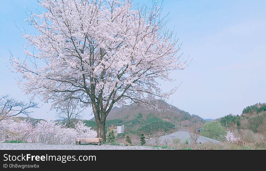 Smartphone Cherry Blossoms　벚꽃　桜 True Parents&#x27; Seorak 2017 albums on flickr Seorak 2016 albums on flickr instagram. Smartphone Cherry Blossoms　벚꽃　桜 True Parents&#x27; Seorak 2017 albums on flickr Seorak 2016 albums on flickr instagram