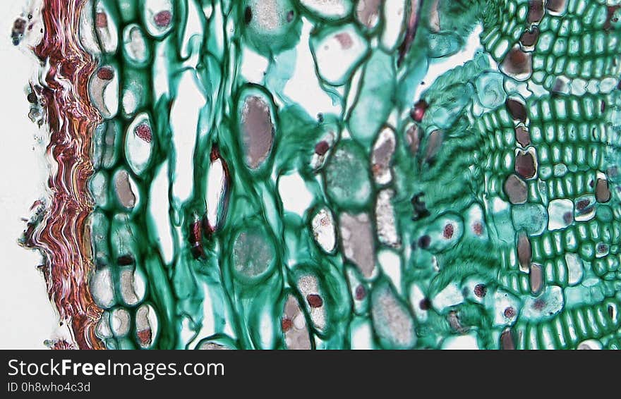 cross section: Pinus stem magnification: 400x During the first year of growth the cutinized epidermis is replaced by protective growth of cork rich periderm. The outer periderm consists of layers of cork cells, the phellem, which produces waterproofing suberin. Cork cells are dead at maturity. Deep to the phellem is a living layer of cork cambium or phellogen and beneath that, layers of cork parenchyma or phelloderm. Many cells in the periderm contain dark staining tannins. The cortex is divided into a thin outer hypodermis of lignified sclerenchyma cells and thicker inner cortex of thin walled parenchyma cells containing chloroplasts. Large resin ducts are surrounded by secretory parenchyma that produces resins and turpentines. Some cells enlarge into dark staining tyloses. Both endoderm and pericycle are inconspicuous. cross section: Pinus stem magnification: 400x During the first year of growth the cutinized epidermis is replaced by protective growth of cork rich periderm. The outer periderm consists of layers of cork cells, the phellem, which produces waterproofing suberin. Cork cells are dead at maturity. Deep to the phellem is a living layer of cork cambium or phellogen and beneath that, layers of cork parenchyma or phelloderm. Many cells in the periderm contain dark staining tannins. The cortex is divided into a thin outer hypodermis of lignified sclerenchyma cells and thicker inner cortex of thin walled parenchyma cells containing chloroplasts. Large resin ducts are surrounded by secretory parenchyma that produces resins and turpentines. Some cells enlarge into dark staining tyloses. Both endoderm and pericycle are inconspicuous.