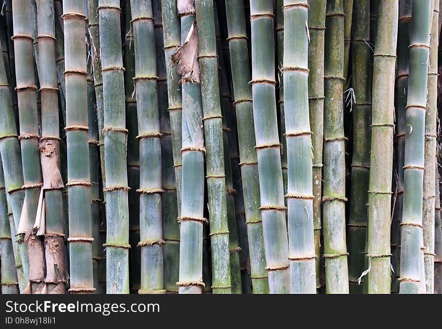 Modern Languages @ FLCC Finger Lakes Community College Study Abroad Program, Costa Rica, Spring 2013. In cooperation with The LEAF Project Learn Spanish and French for FREE www.leaflanguages.org Cultivated bamboo towers above people at Zoo Ave. Alajuela &#x28;La Garita&#x29;, Costa Rica. Modern Languages @ FLCC Finger Lakes Community College Study Abroad Program, Costa Rica, Spring 2013. In cooperation with The LEAF Project Learn Spanish and French for FREE www.leaflanguages.org Cultivated bamboo towers above people at Zoo Ave. Alajuela &#x28;La Garita&#x29;, Costa Rica.