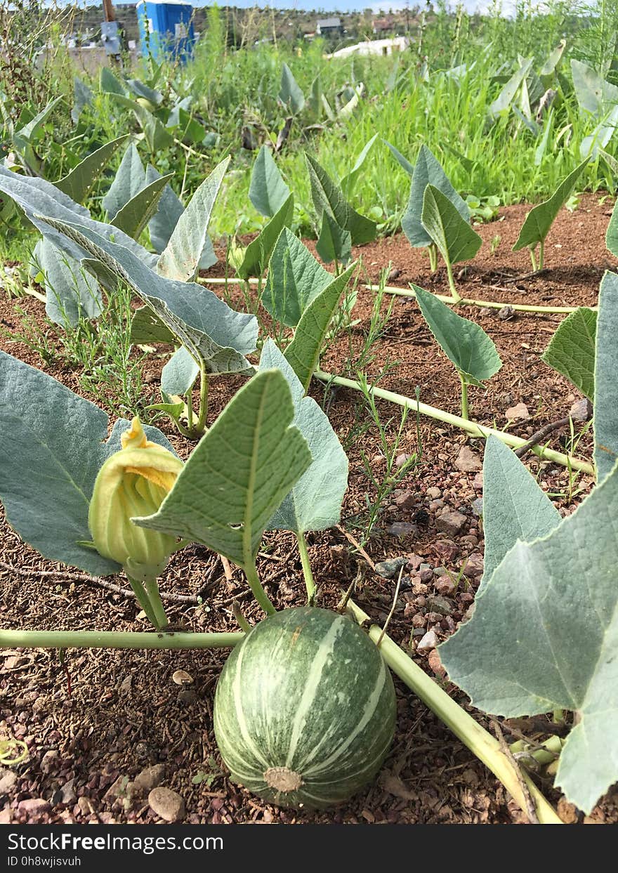 Love how these grow in an empty lot next to my dentist&#x27;s office. They probably started as someone&#x27;s tossed melon into an empty field. Love how these grow in an empty lot next to my dentist&#x27;s office. They probably started as someone&#x27;s tossed melon into an empty field.