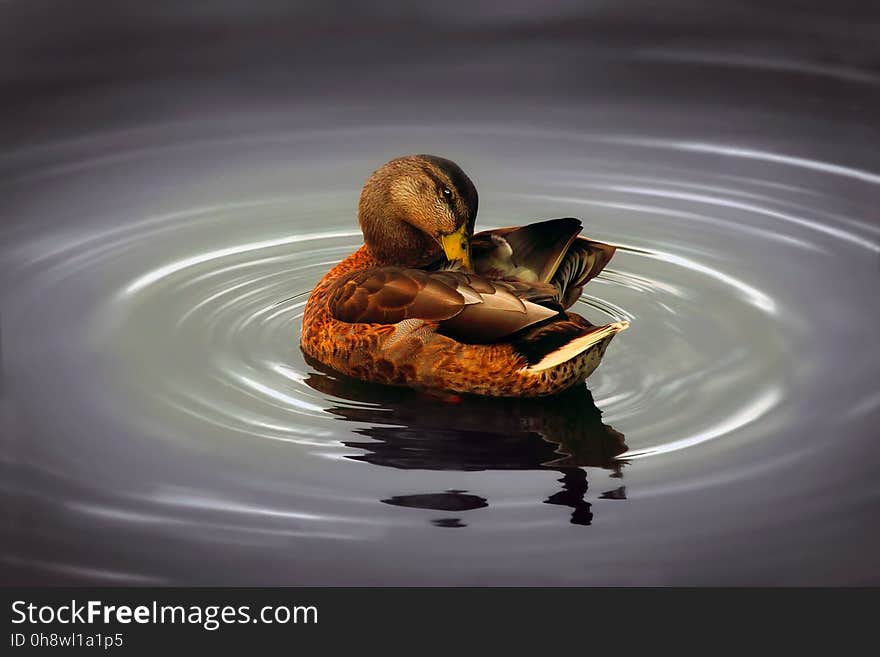 Duck in Water