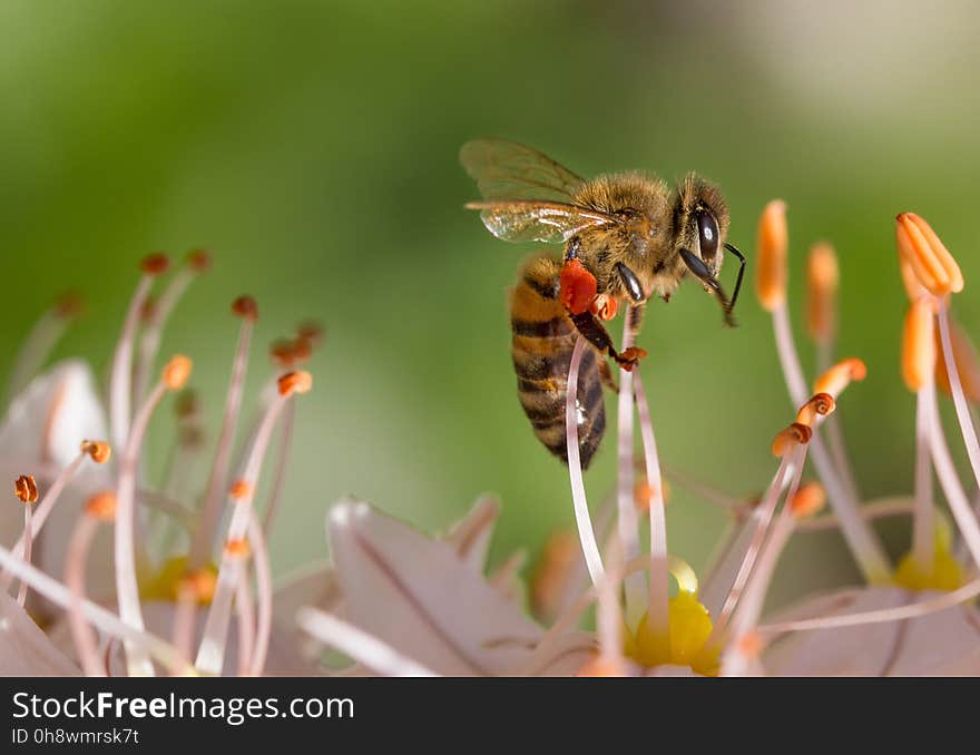 Bee on White Flower