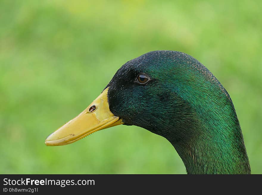 Black and Green Beack Bird