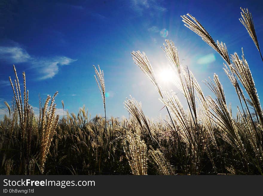 Green Plant Under Blue Sky