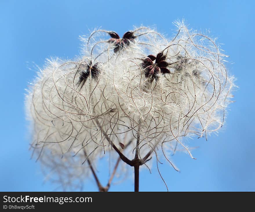 White Flowers Under Blue Sunny Sky