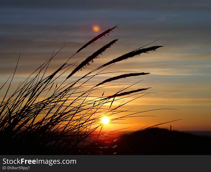 Silhouette Image of Fountain Grass during Sunset in Close Up Photography