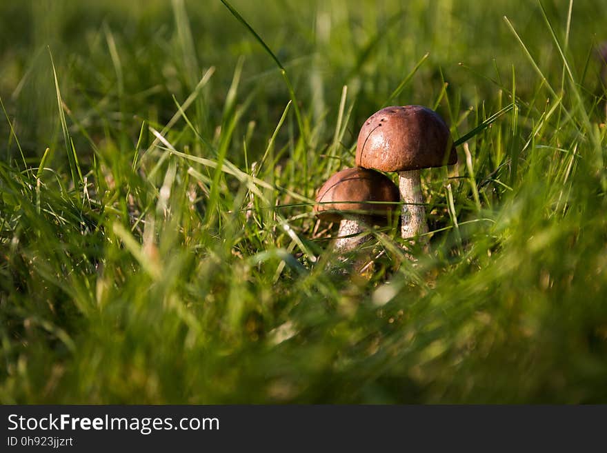 Grass, Close Up, Fungus, Mushroom