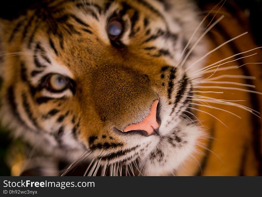 Wildlife, Face, Tiger, Whiskers