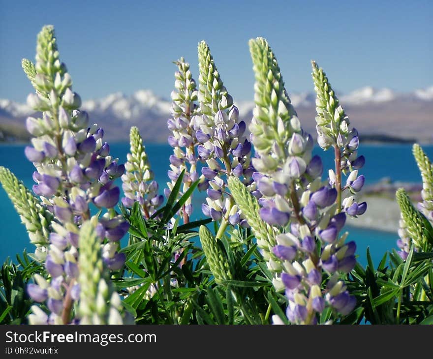 Plant, Flower, Lupinus Mutabilis, Lupin