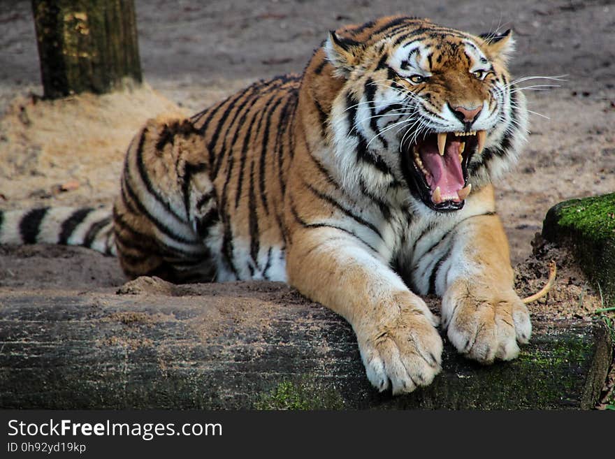 Tiger, Wildlife, Mammal, Terrestrial Animal