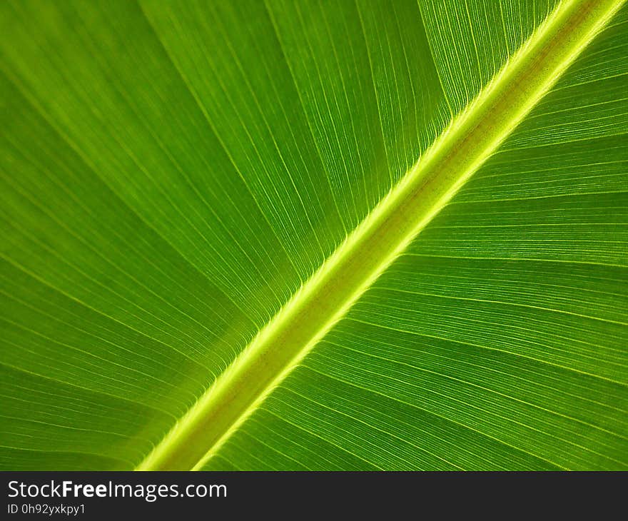 Leaf, Green, Banana Leaf, Plant