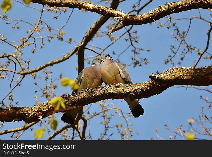 Bird, Branch, Fauna, Tree