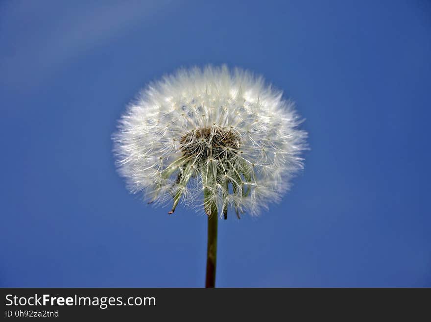 Sky, Flower, Dandelion, Daytime