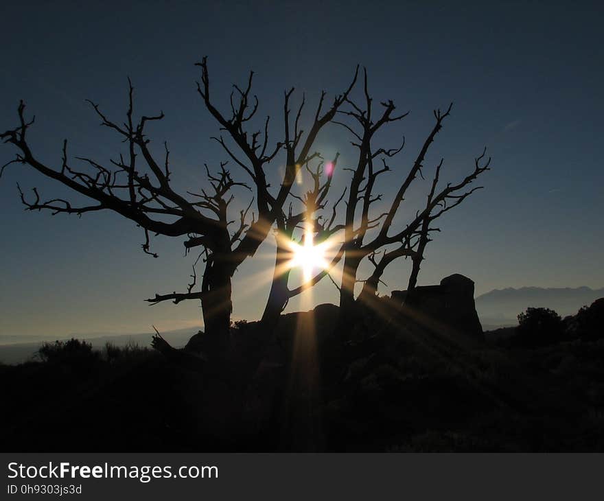 Sky, Tree, Sunrise, Branch