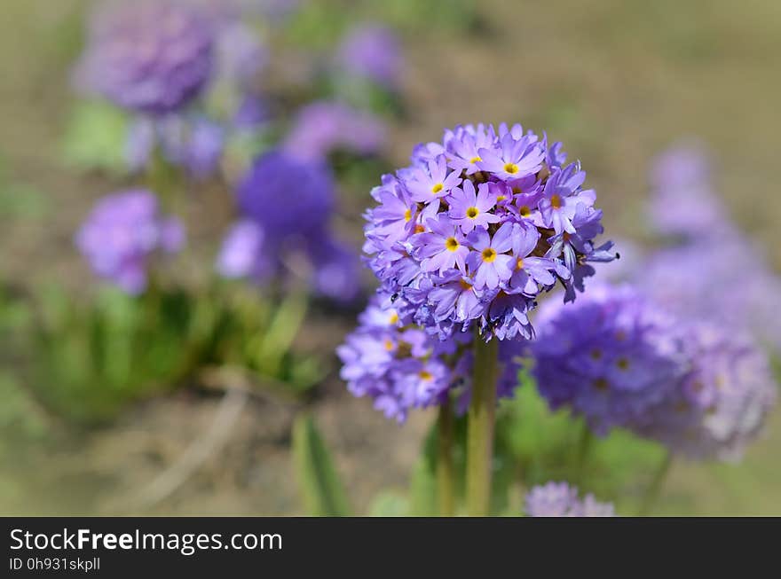 Flower, Flora, Purple, Plant