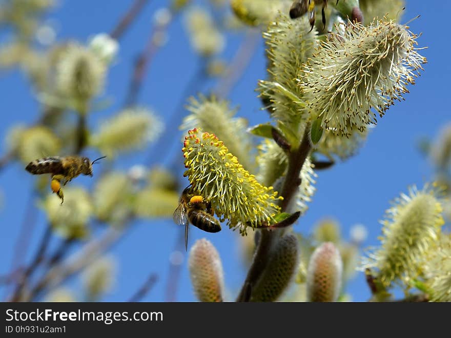 Honey Bee, Bee, Flora, Vegetation