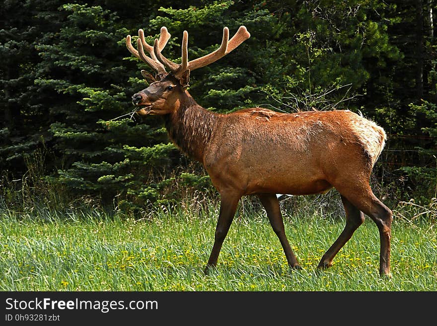 Wildlife, Deer, Fauna, Mammal