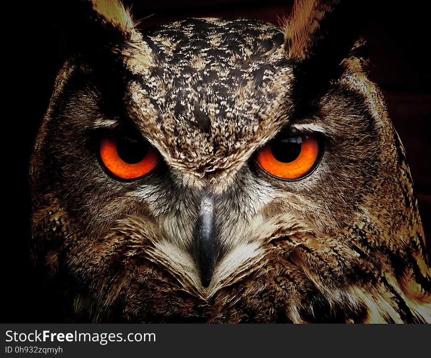 Owl, Beak, Bird Of Prey, Fauna