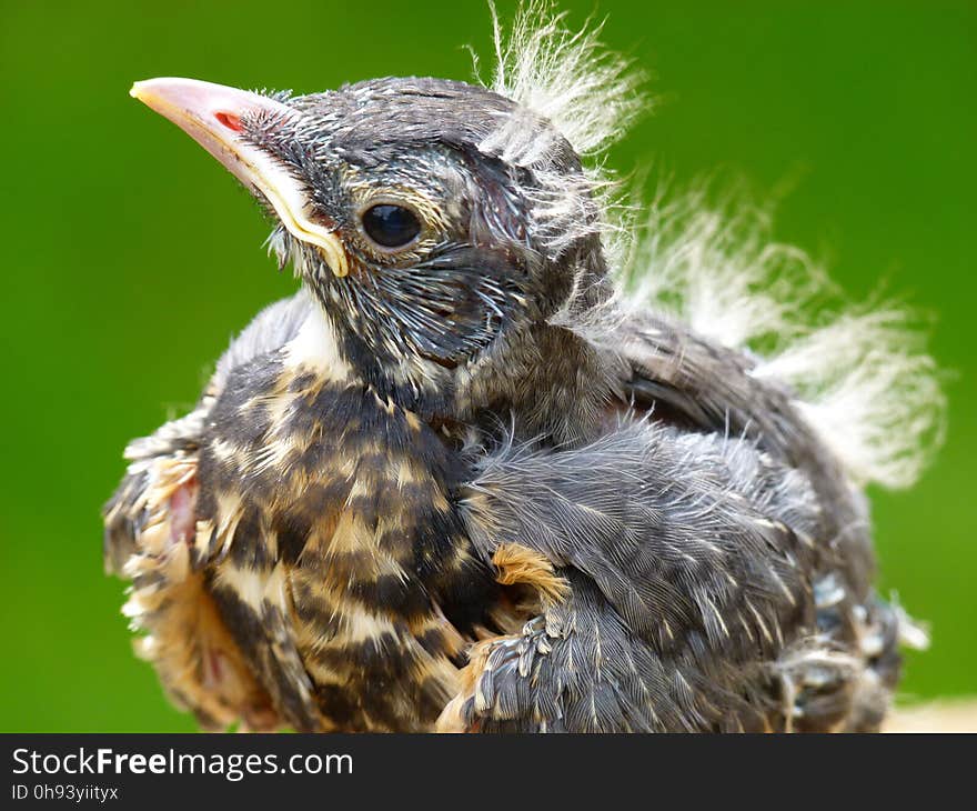 Bird, Beak, Fauna, Close Up