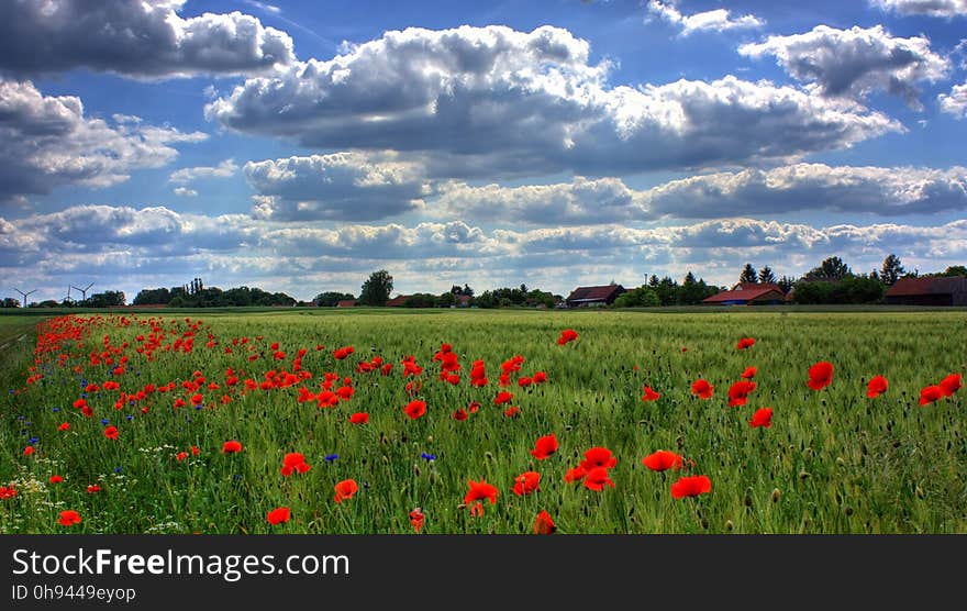 Sky, Field, Ecosystem, Flower