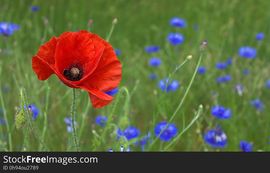 Flower, Wildflower, Meadow, Field