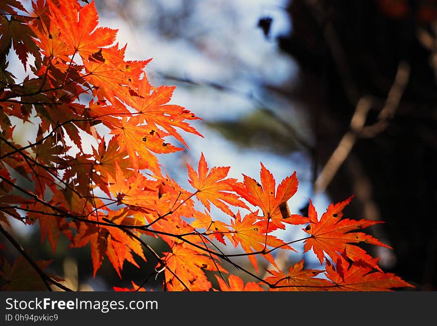 Maple Leaf, Leaf, Autumn, Maple Tree