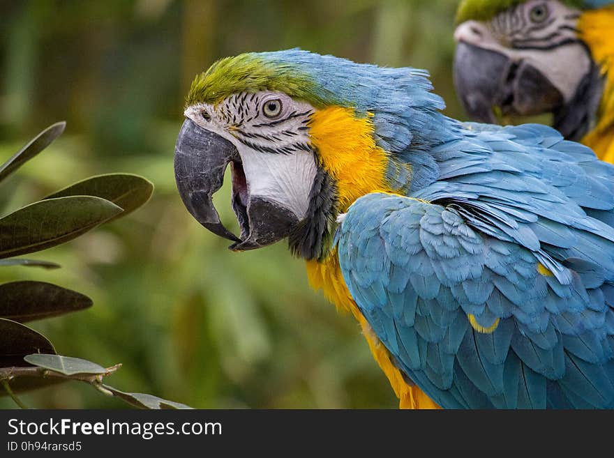 Bird, Beak, Macaw, Parrot