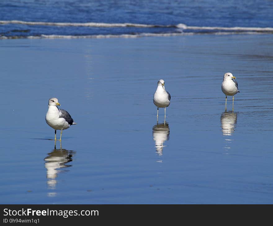 Bird, Seabird, Fauna, Shore