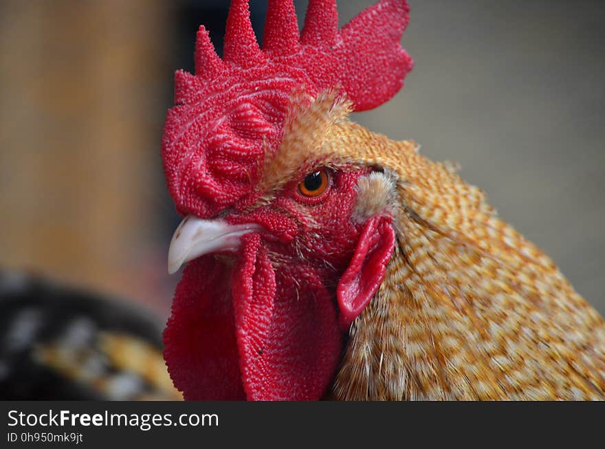 Chicken, Beak, Rooster, Galliformes