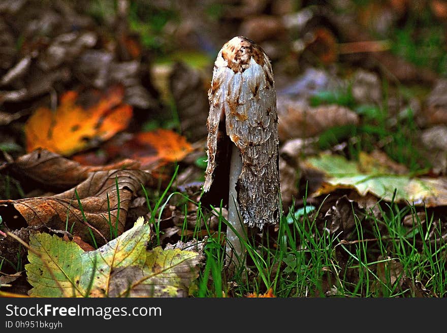 Fungus, Mushroom, Leaf, Edible Mushroom