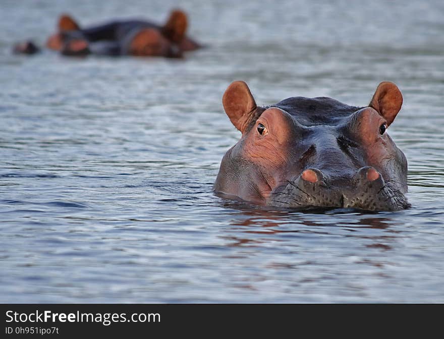 Hippopotamus, Wildlife, Fauna, Snout