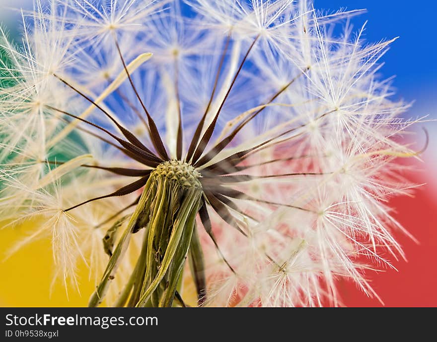 Flower, Sky, Dandelion, Flora