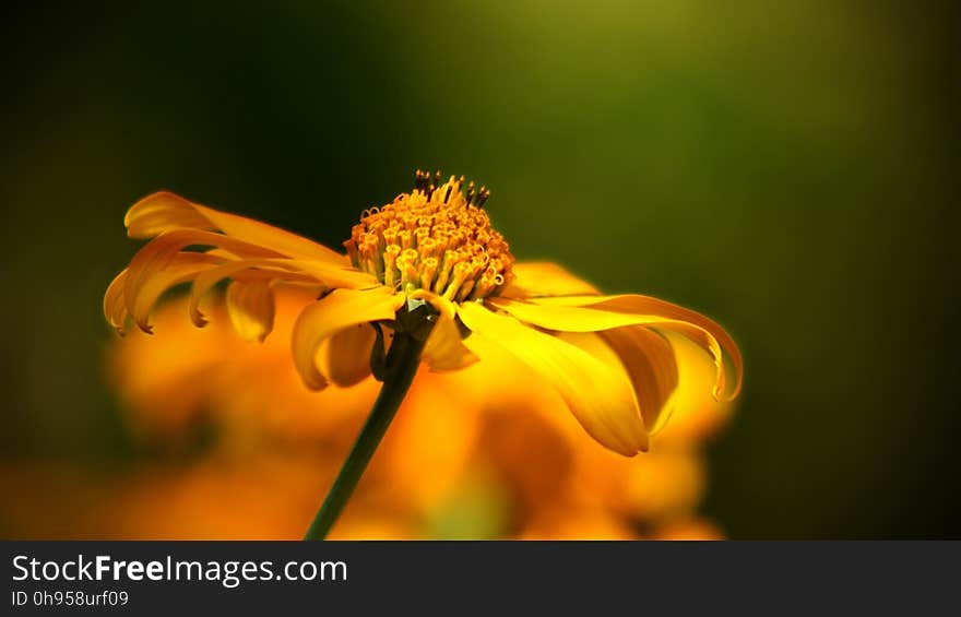 Flower, Yellow, Nectar, Close Up