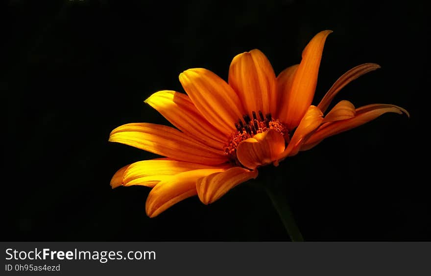 Flower, Yellow, Flora, Orange