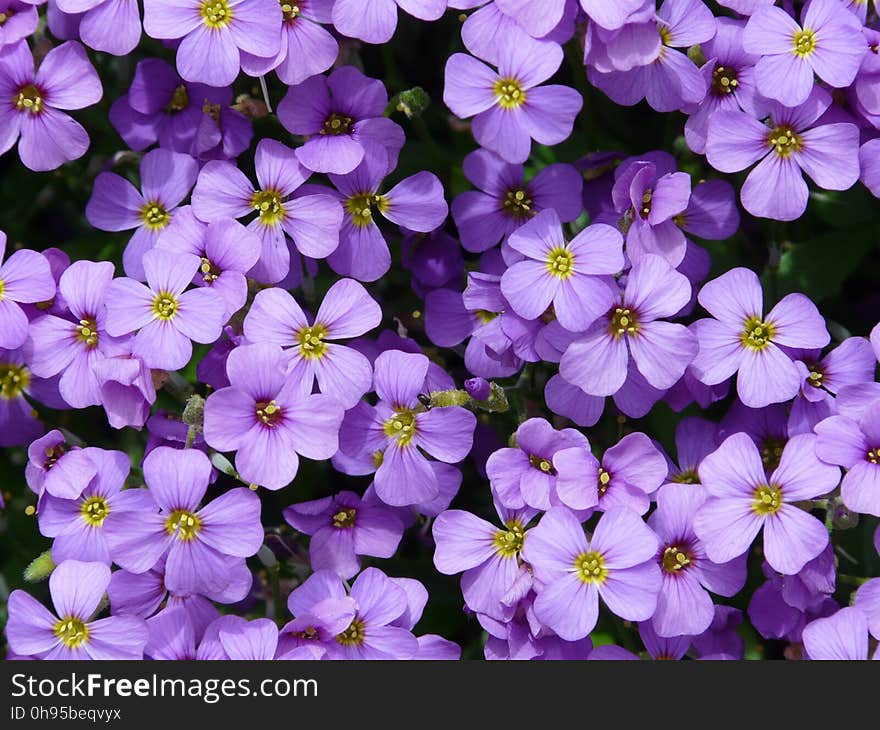 Flower, Aubretia, Plant, Violet