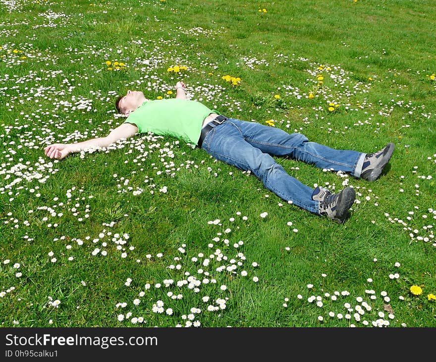 Green, Plant, Grass, Lawn