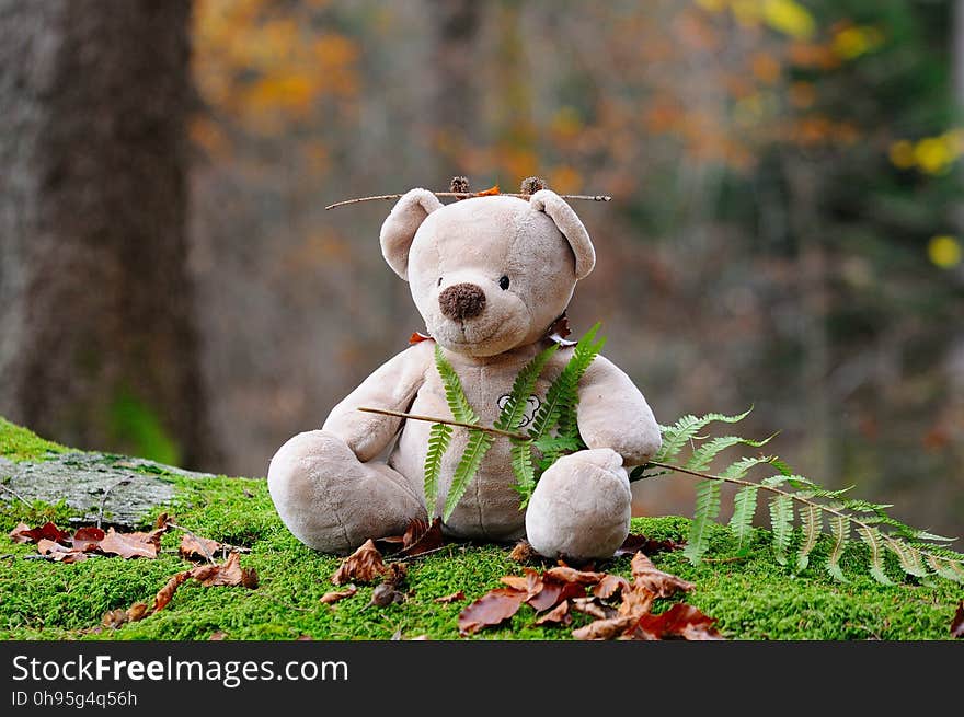 Teddy Bear, Grass, Snout, Stuffed Toy