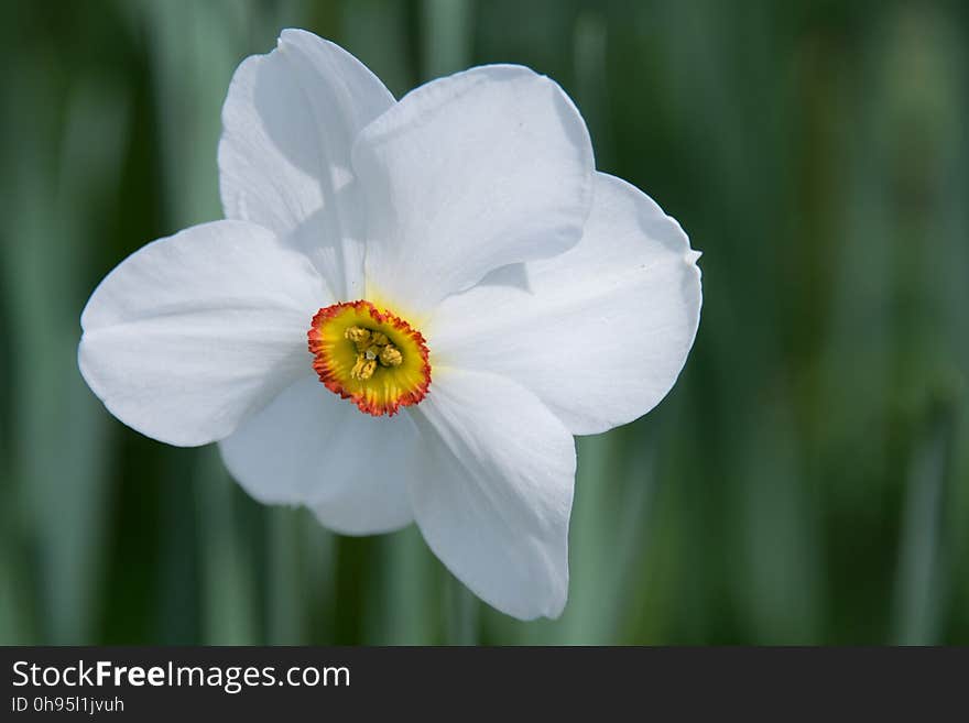 Flower, Flowering Plant, Plant, Narcissus